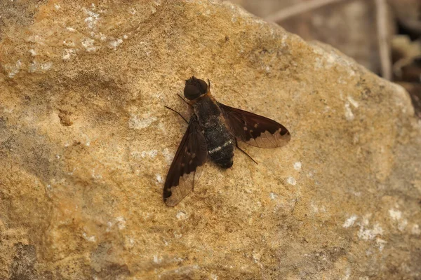 Bombyliidae Arı Sineğinin Yakından Çekilmiş Bir Fotoğrafı Bir Taşın Üzerine — Stok fotoğraf