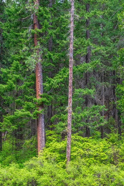 Scenic Deciduous Trees Shrubs Area Metolius River Usa — Stock Photo, Image
