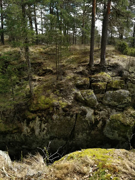 Tiro Vertical Árvores Rochas Cobertas Musgo Verde Larvik Noruega — Fotografia de Stock