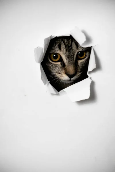 Кошка Смотрит Через Дыру Рваной Бумаге — стоковое фото