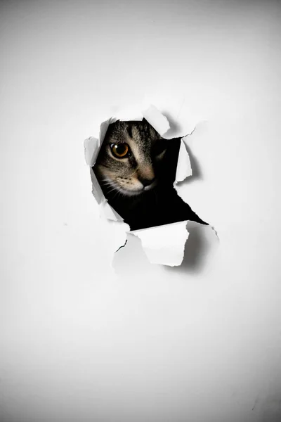 Cat Looking Hole Torn Paper — Stock Photo, Image