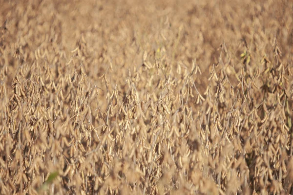 Denso Campo Soja Dourada Pronto Para Colheita — Fotografia de Stock