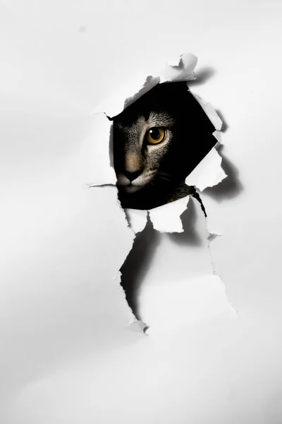 Cat Looking Hole Torn Paper — Stock Photo, Image