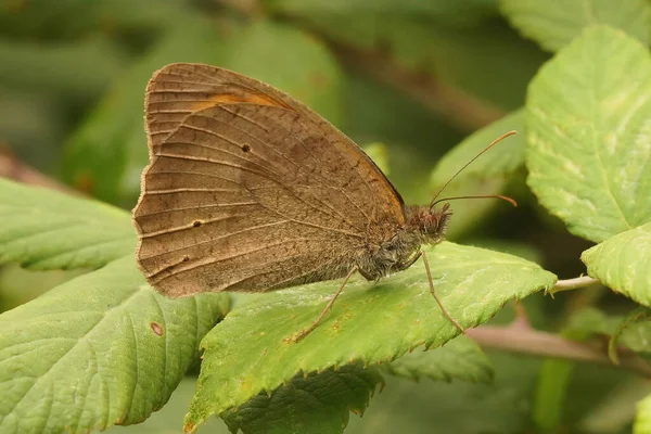 Nahaufnahme Eines Wiesenschmetterlings Der Auf Einem Grünen Blatt Hockt — Stockfoto