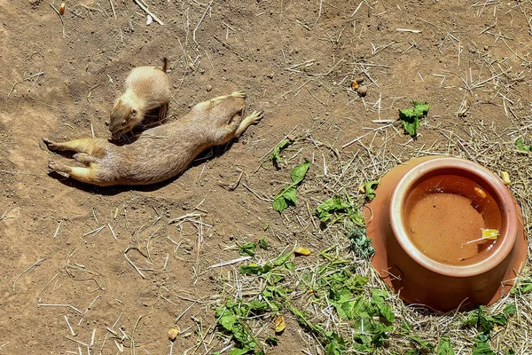 Een Close Van Moeder Baby Prairie Honden Grond — Stockfoto