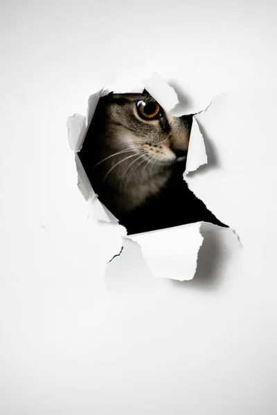 찢어진 종이의 구멍을 들여다보고 고양이 — 스톡 사진