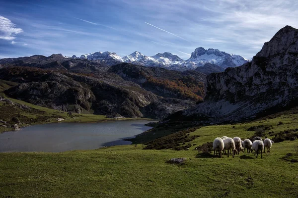 Troupeau Moutons Broutant Dans Magnifique Champ Bord Lac Covadonga Espagne — Photo