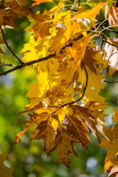 Vertikální Záběr Větví Stromů Barevnými Listy Podzim Pro Pozadí Texturu — Stock fotografie