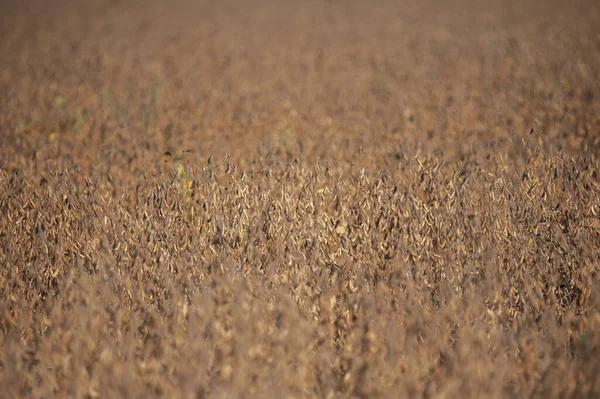 Selektiv Fokusbild Ett Sojabönsfält — Stockfoto