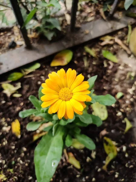 庭の美しい黄色の花のトップビュー — ストック写真