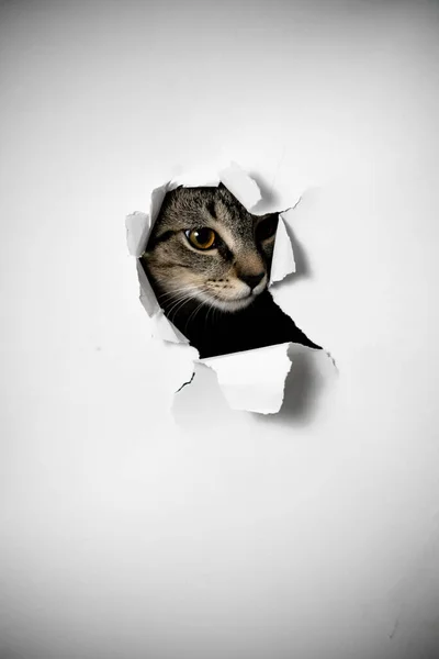 Cat Looking Hole Torn Paper — Stock Photo, Image