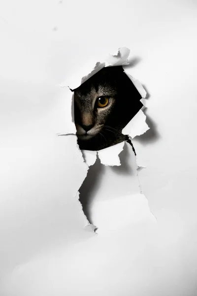 Kot Patrzący Przez Dziurę Podartym Papierze — Zdjęcie stockowe