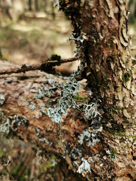 Een Verticaal Schot Van Dood Hout Bedekt Met Mos Larvik — Stockfoto