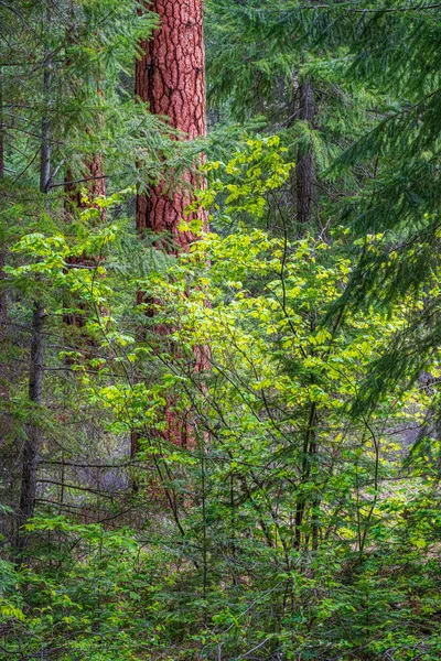 Malerische Vegetation Gebiet Des Metolius River Usa — Stockfoto