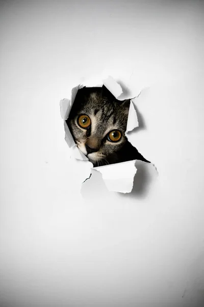 Кіт Дивиться Через Отвір Рваному Папері — стокове фото