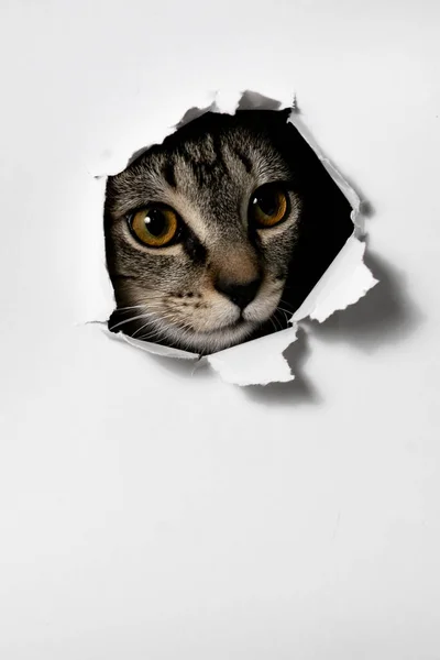 Gato Mirando Través Del Agujero Papel Roto —  Fotos de Stock