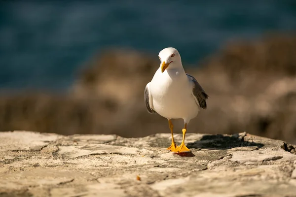 Närbild Mås Som Sitter Uppe Stenig Havsstrand Vrsar Kroatien — Stockfoto