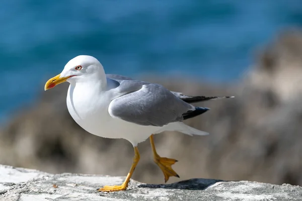 Primer Plano Una Gaviota Encaramada Una Costa Rocosa Vrsar Croacia — Foto de Stock