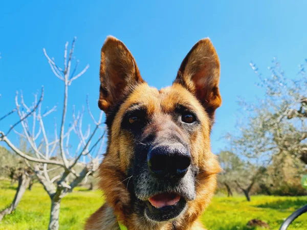 Dışarıda Oynayan Tarlada Eğlenen Sevimli Bir Alman Çoban Köpeğinin Yakın — Stok fotoğraf