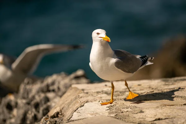 Primer Plano Una Gaviota Encaramada Una Costa Rocosa Vrsar Croacia — Foto de Stock