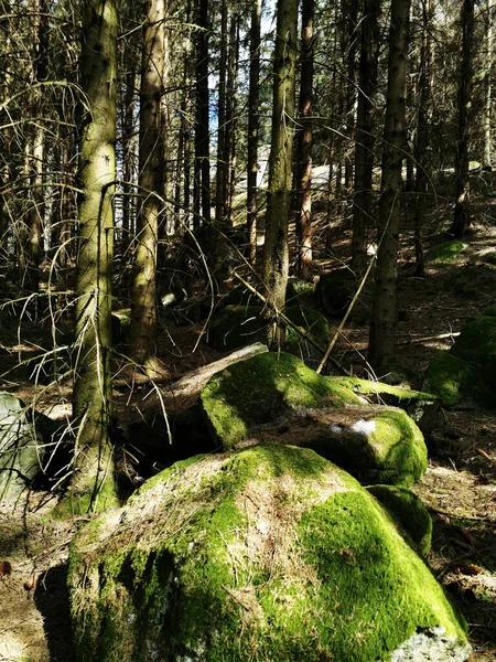 Tiro Vertical Árvores Rochas Cobertas Musgo Verde Larvik Noruega — Fotografia de Stock