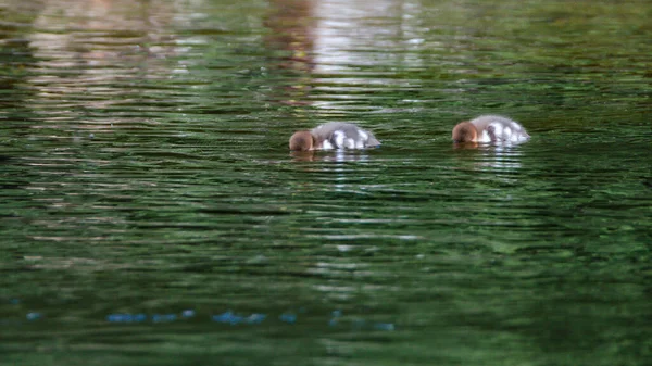 Die Seeadler Mergus Merganser Tauchen Ihre Köpfe Unter Wasser — Stockfoto