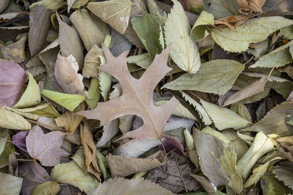 Cobertura Folhas Secas Sob Árvores Durante Outono Joanesburgo Botânica Nacional — Fotografia de Stock