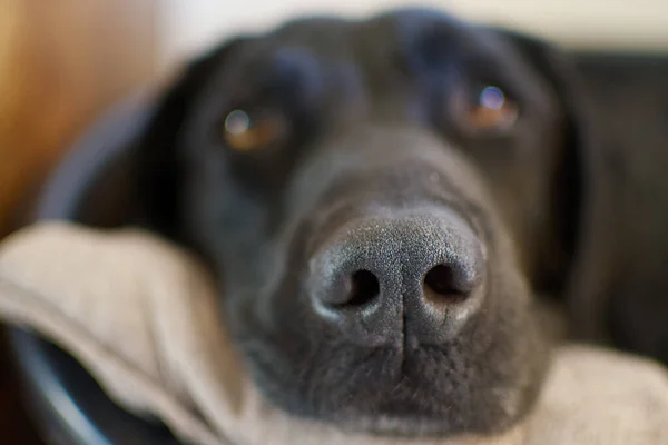 Retrato Cabeza Lindo Labrador Negro Dormido Donde Punto Hace Hocico —  Fotos de Stock