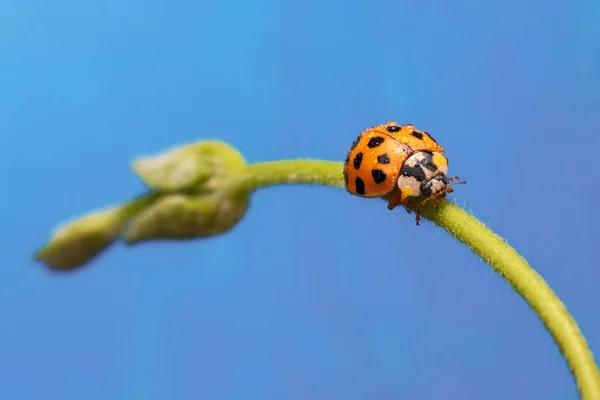 Macro Orange Ladybug Walking Branch Plant — Stock Photo, Image