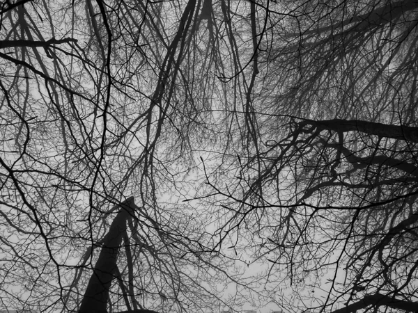 Des Branches Arbres Entrelacées Dans Forêt Composent Spectacle Visuel Authentique — Photo