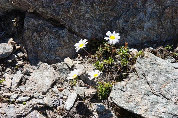 Piante Che Crescono Montagna Nelle Condizioni Più Avverse — Foto Stock