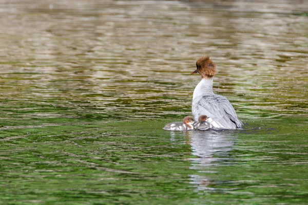Der Merganser Mergus Merganser Schwimmt Mit Seinen Küken See — Stockfoto
