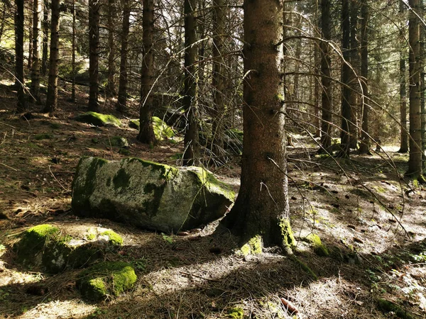 Close Árvores Rochas Cobertas Musgo Verde Larvik Noruega — Fotografia de Stock