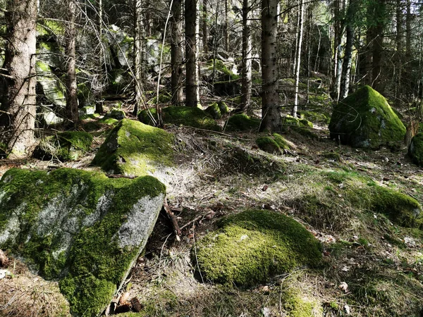 Közelkép Fák Sziklák Borított Zöld Moha Larvik Norvégia — Stock Fotó