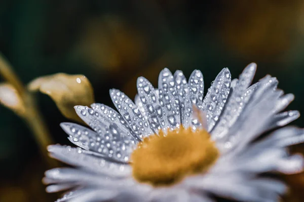 Een Close Shot Van Waterdruppels Een Kamille Bloem — Stockfoto