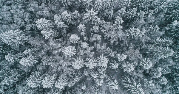 Drohne Aus Der Luft Über Dunklem Schneebedecktem Winterwald Skandinavien — Stockfoto