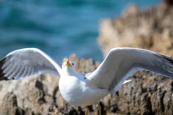 Closeup Shot Seagull Perched Rocky Seashore Vrsar Croatia — Stock Photo, Image