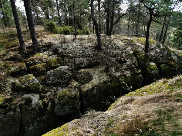 Primer Plano Árboles Rocas Cubiertos Musgo Verde Larvik Noruega — Foto de Stock