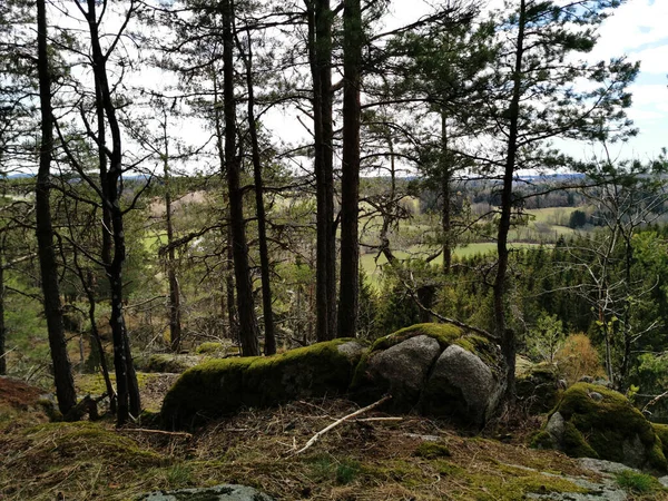 Close Árvores Rochas Cobertas Musgo Verde Larvik Noruega — Fotografia de Stock