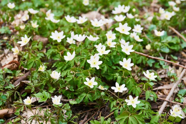 Anémona Flor Del Viento Flor Principios Primavera — Foto de Stock