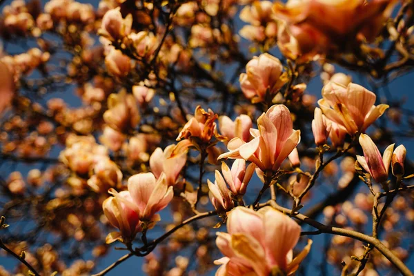 Magnolia Fleurs Sur Arbre Avec Fond Bleu — Photo