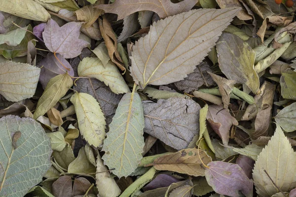 Folhas Secas Outono Deitadas Sob Grandes Árvores Nos Jardins Botânicos — Fotografia de Stock