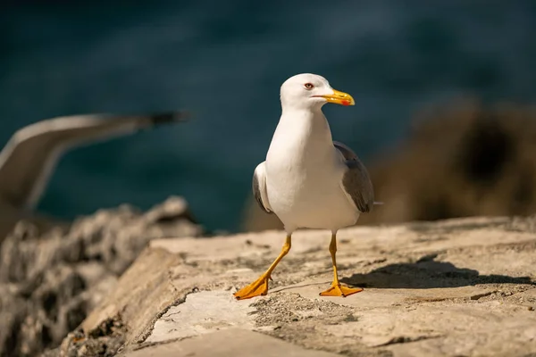 Primer Plano Una Gaviota Encaramada Una Costa Rocosa Vrsar Croacia — Foto de Stock