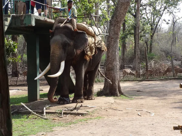 Бангалор Индия Апреля 2015 Слон Большим Бивнем Махаутом Сидит Нем — стоковое фото