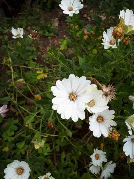 Una Bella Margherita Fiori Terra — Foto Stock