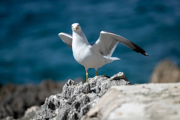 Closeup Shot Seagull Perched Rocky Seashore Vrsar Croatia — Stock Photo, Image