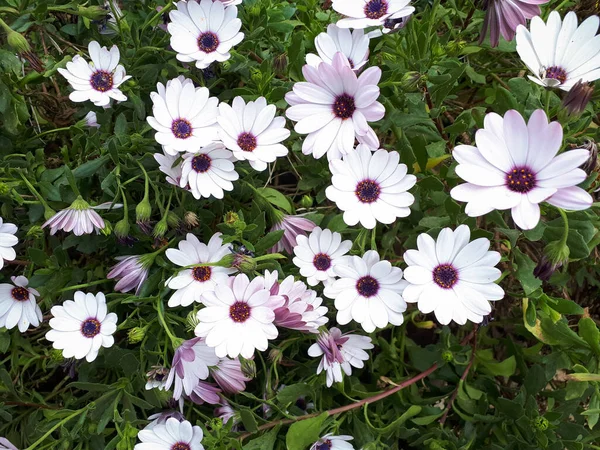 地面に美しいデイジーの花 — ストック写真
