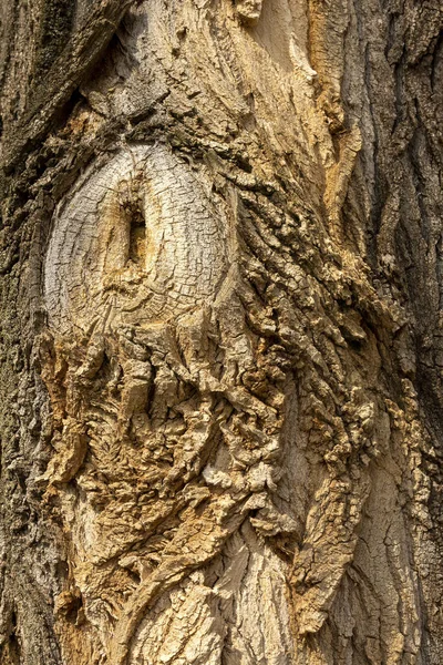 Ένα Κάθετο Πλάνο Ενός Παλιού Κορμού Δέντρου — Φωτογραφία Αρχείου