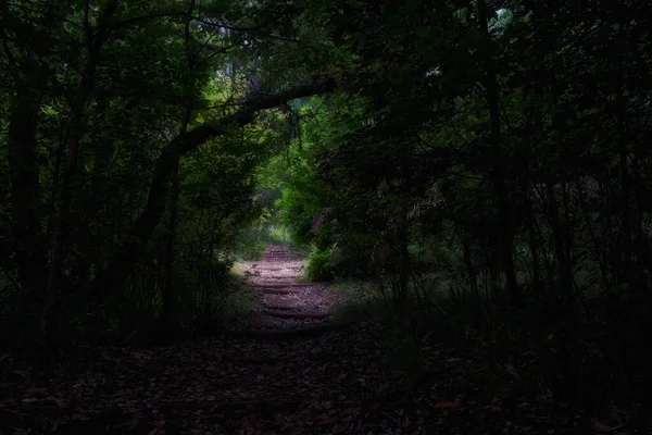 Étroit Sentier Sombre Travers Tunnel Naturel Arbres Gran Canaria Îles — Photo