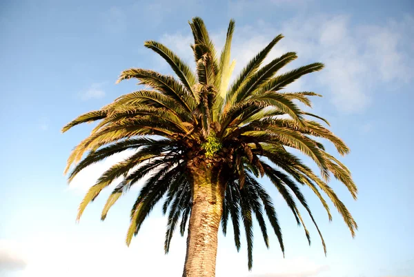 Fondo Natural Vista Ángulo Bajo Una Palmera Grande Contra Cielo — Foto de Stock